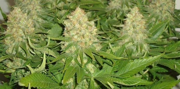 Resultado de imagen de cannabis