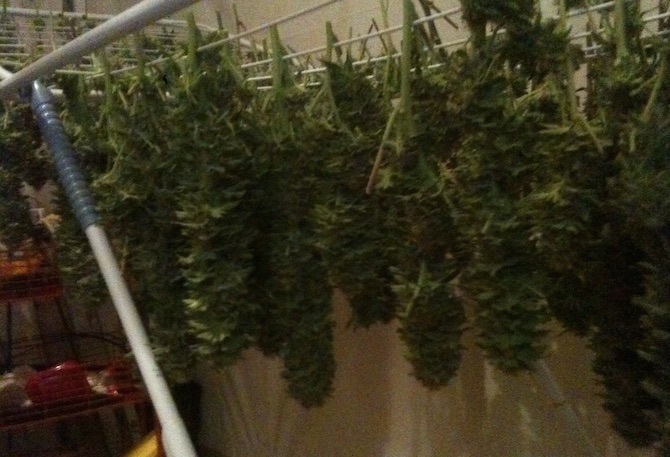 Séchage de plantes de cannabis