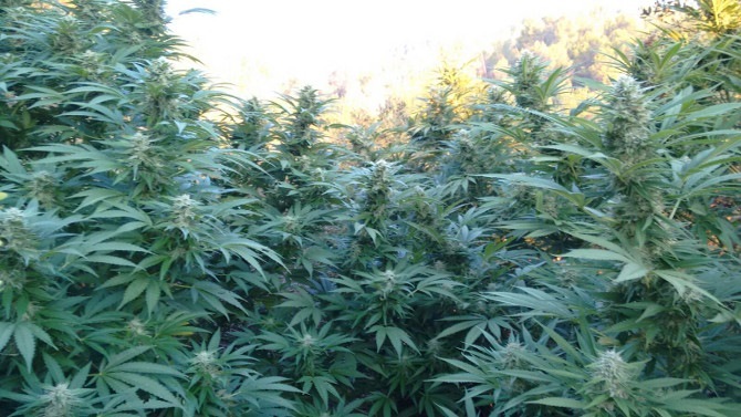 Plantation de cannabis en floraison