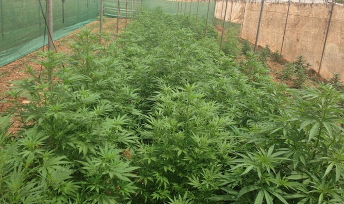 Plantation d'un verger de la marijuana