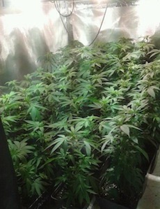 Plants de cannabis en croissance