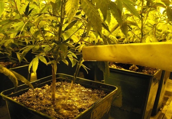 Comment Arroser Vos Plants De Cannabis Guide De Cannabiculture
