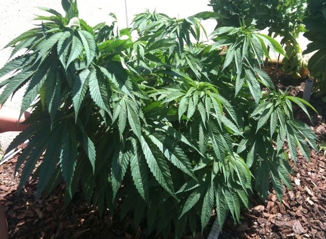 Comment arroser le cannabis en culture hydroponique?- Alchimia