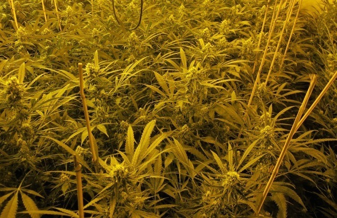 tailler_plants_cannabis