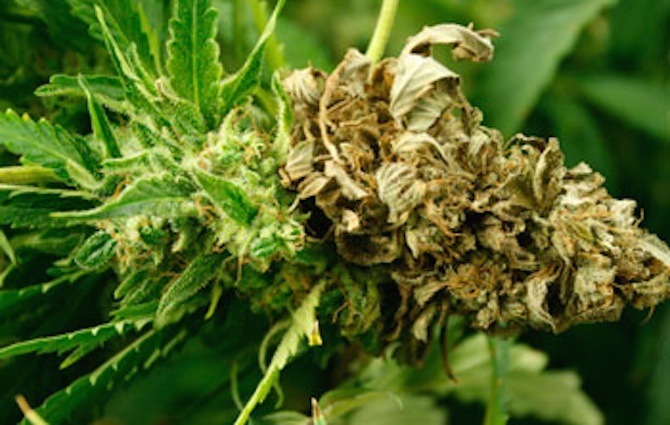 Têtes de cannabis atteinte pour le Botrytis