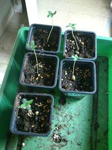 plantules germination cannabis