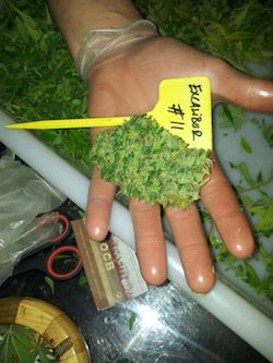 cortar planta cannabis