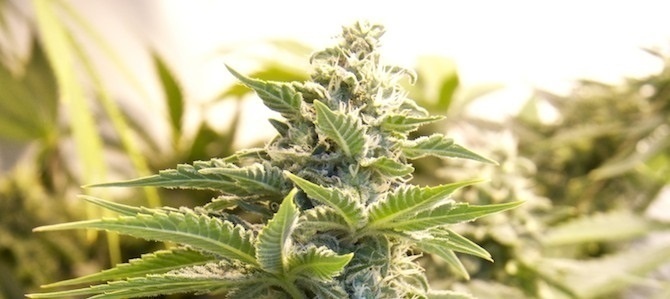 semillas marihuana autofloreciente más productivas