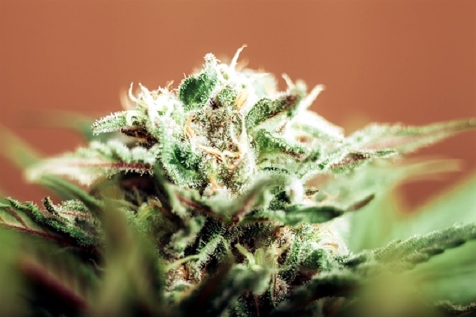 tratamiento_cannabis