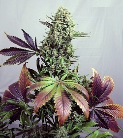 purple_haze_marihuana