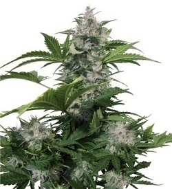 marihuana_guerrilla_de_cannabis