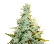 AMG Royal Queen Seeds