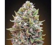 AUTO CHEESE BERRY 00 Seeds