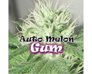 Melon Gum Autoflorecientes