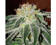 BLACK RUSSIAN Delicious Seeds