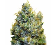 BLUE MYSTIC Royal Queen Seeds