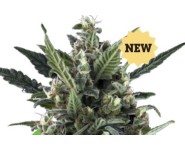 BLUE CHEESE AUTOMATIC Royal Queen Seeds