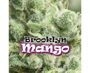 Brooklyn Mango Feminizadas