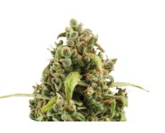 DIESEL AUTOMATIC Royal Queen Seeds