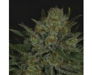 DOUBLE GLOCK Ripper Seeds