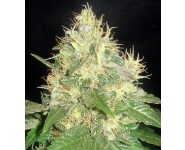 NORTHERN LIGHT BLUE Delicious Seeds