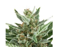 EASY BUD Royal Queen Seeds