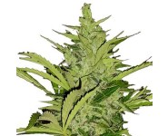 FAST EDDY AUTOMATIC CBD Royal Queen Seeds