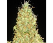 FRUITY CHRONIC JUICE Delicious Seeds