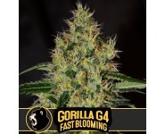 GORILLA G4 FAST BLOOMING Blimburn Seeds