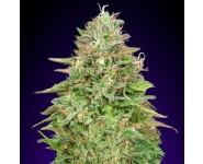 CRITICAL POISON FAST 00 Seeds