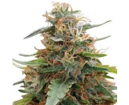 HULKBERRY AUTOMATIC Royal Queen Seeds