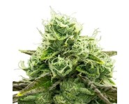 SWEET ZZ AUTOMATIC Royal Queen Seeds