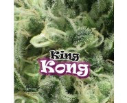 KING KONG Dr Underground