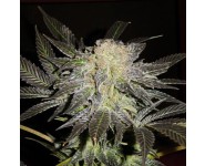 MENDOCINO MADNESS TH Seeds