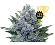 NORTHERN LIGHT AUTOMATIC Royal Queen Seeds