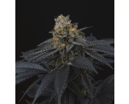 PINK GASOLINE Perfect Tree Seeds