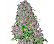 Semillas Feminizadas Purple Bud