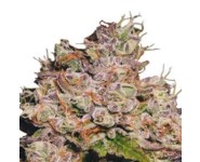 PURPLE QUEEN AUTOMATIC Royal Queen Seeds