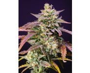 Purple Punch Og XL AUTO Sweets Seeds