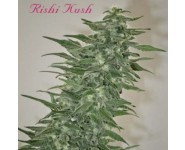 RISHI KUSH Mandala Seeds