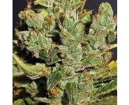 ROYAL CHEESE Royal Queen Seeds