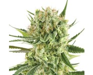 ROYAL COOKIES AUTOMATIC Royal Queen Seeds