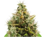 ROYAL AK AUTOMATIC Royal Queen Seeds