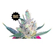 ROYAL CHEESE FAST VERSION Royal Queen Seeds