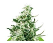 ROYAL CRITICAL AUTOMATIC Royal Queen Seeds