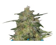 ROYAL HIGHNESS Royal Queen Seeds