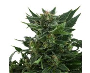 ROYAL KUSH AUTOMATIC Royal Queen Seeds