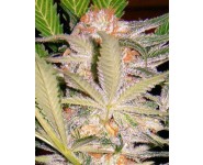 S.A.D. SWEET AFGANI DELICIOUS S1 Sweet Seeds