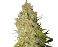 SPECIAL KUSH #1 Royal Queen Seeds