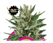 SPEEDY CHILE FAST VERSION Royal Queen Seeds
